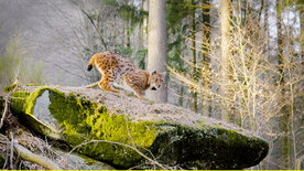 Tierische Heimkehrer