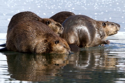 Tierische Superbauten: Die perfekte Lage