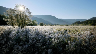 Steirische Moore - Zeugen der Eiszeit