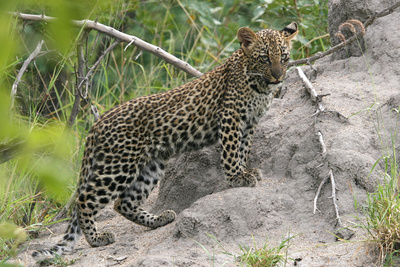 Die Magie des Leoparden