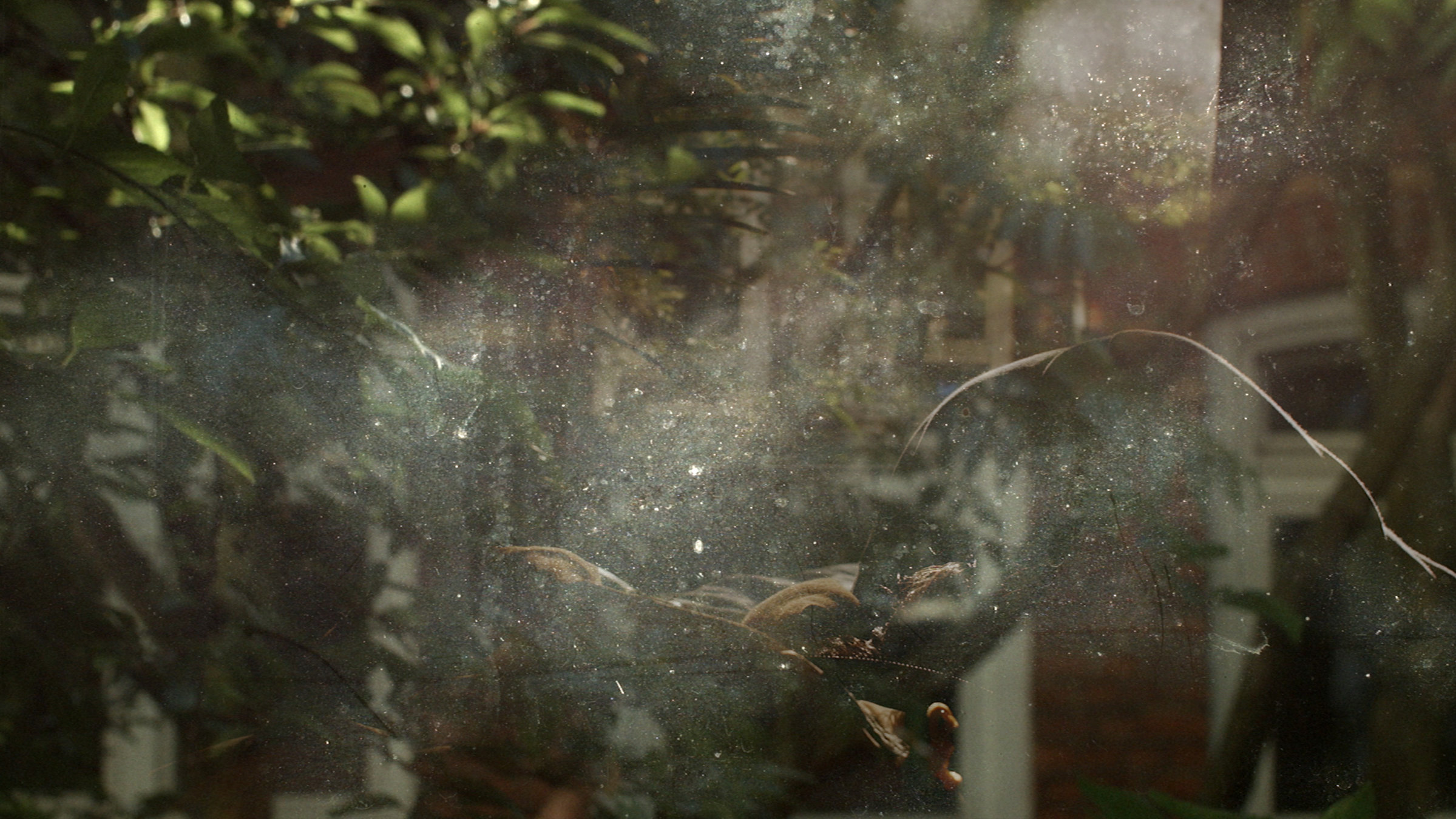 "Ada Kaleh": Ein Blick durch ein schräg von der Sonne angestrahltes Fenster: Ein Teil des Glases ist durch das Licht zu einer milchig weißen, von Blasen und Staub durchsetzten Fläche verwandelt worden. Daneben und dahinter sind die grünen Blätter eines Baumes sowie lange, dünne abgestorbene Zweige sichtbar.