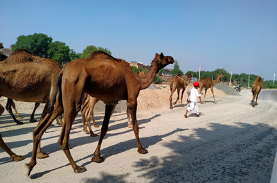 Hüter der Erde: Kamelhirten in Rajasthan