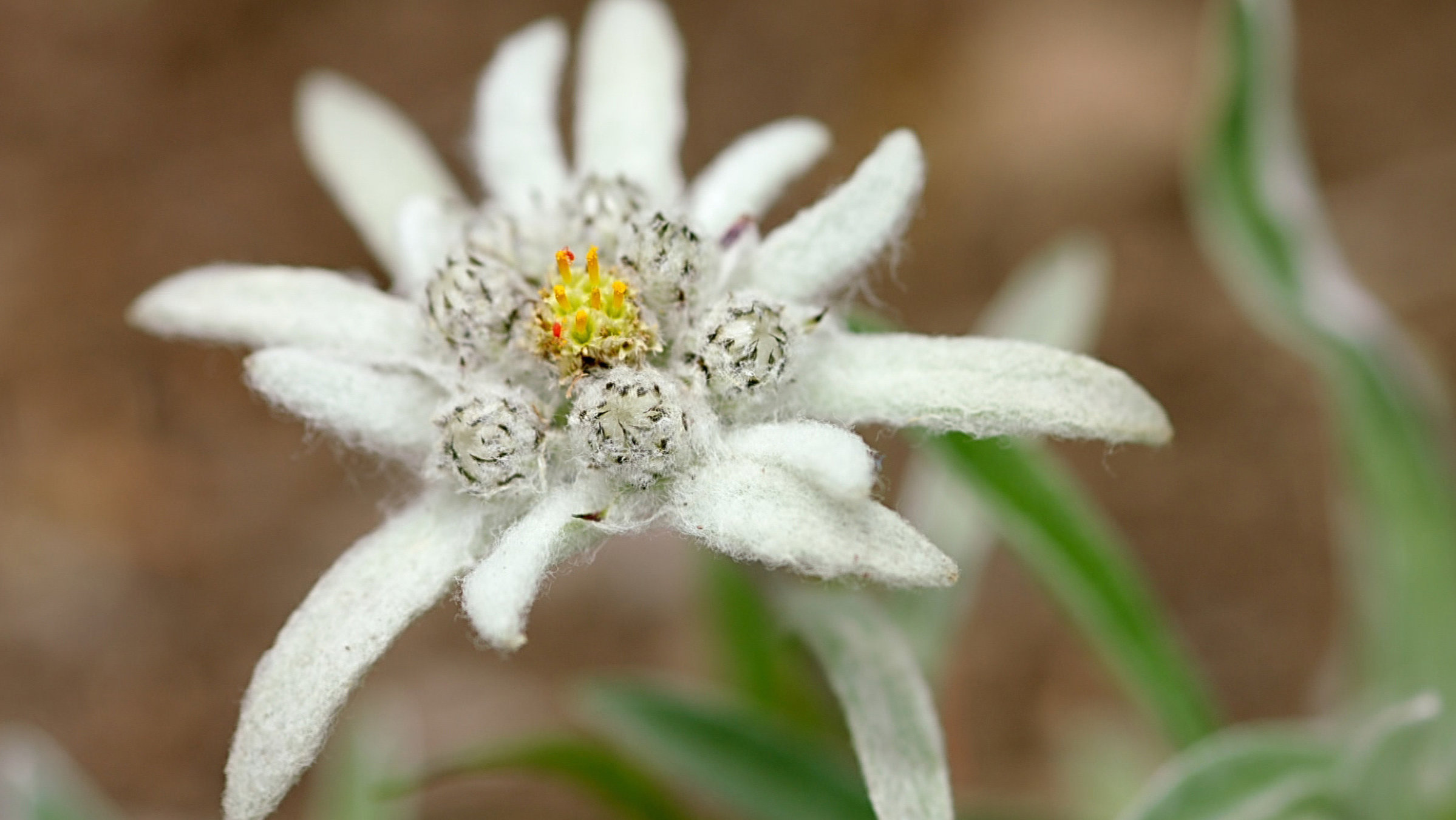 "Wunderwelt Schweiz: Wasser und Eis - Erzählt von Max Moor": Edelweiß.