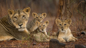 Wildes Indien (2/3)