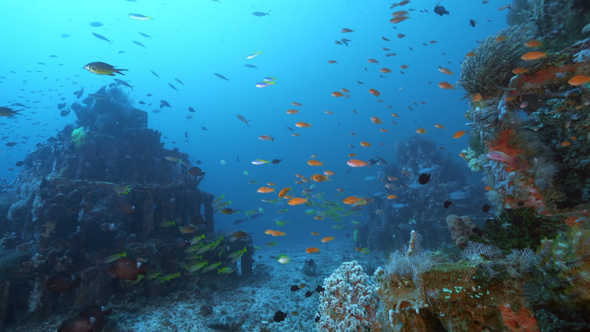 "Into the Blue – Indonesiens Unterwasserparadiese - Die Banda Sea vor Flores": Fische schwimmen zwischen pyramidenförmigen, künstlichen Riffen umher.
