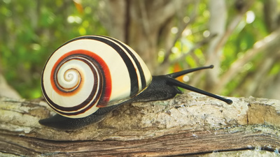 Die Farben der Tierwelt (2/2)
