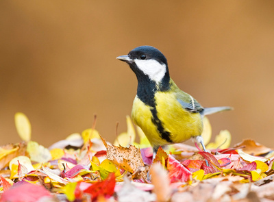 Gefiederte Nachbarn - Die bunte Welt der Gartenvögel