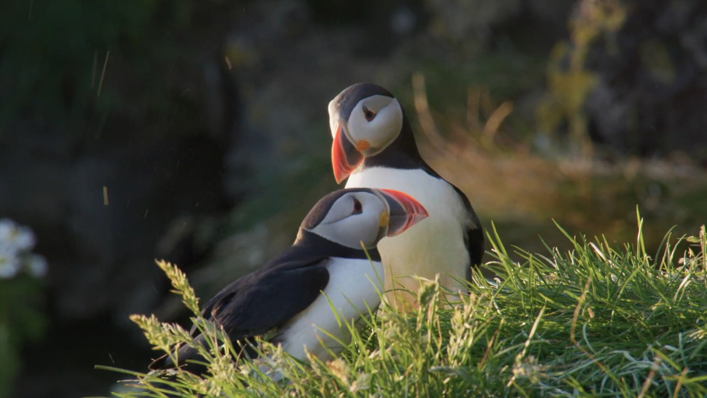 "Islands Papageitaucher - Geliebt und gefährdet": Nahaufnahme: Zwei Papageitaucher im Gras