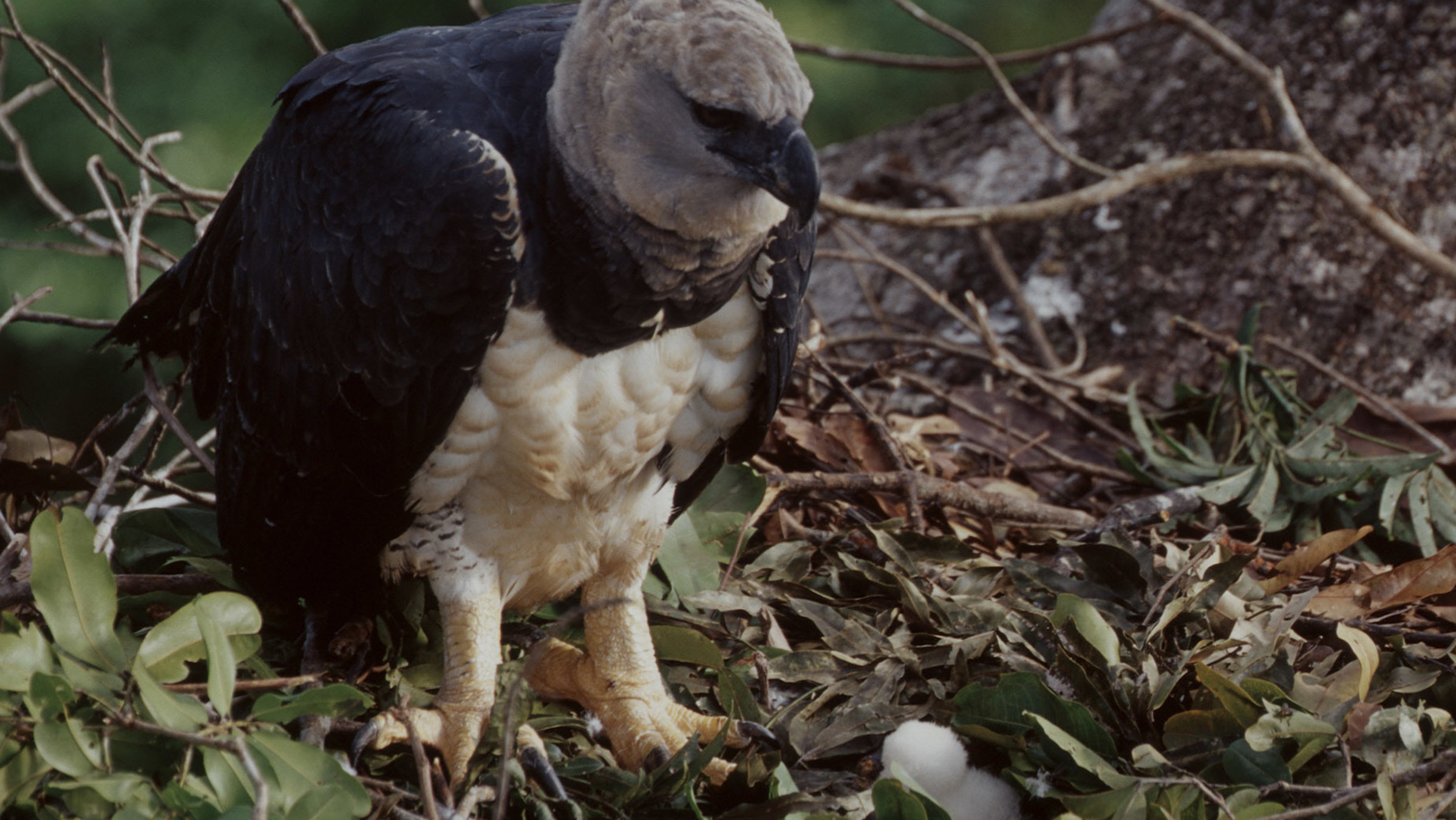"Tief im Regenwald (2/2) - Auf der Spur der Harpyie": Eine Harpyie beschützt ihr Junges im Nest.