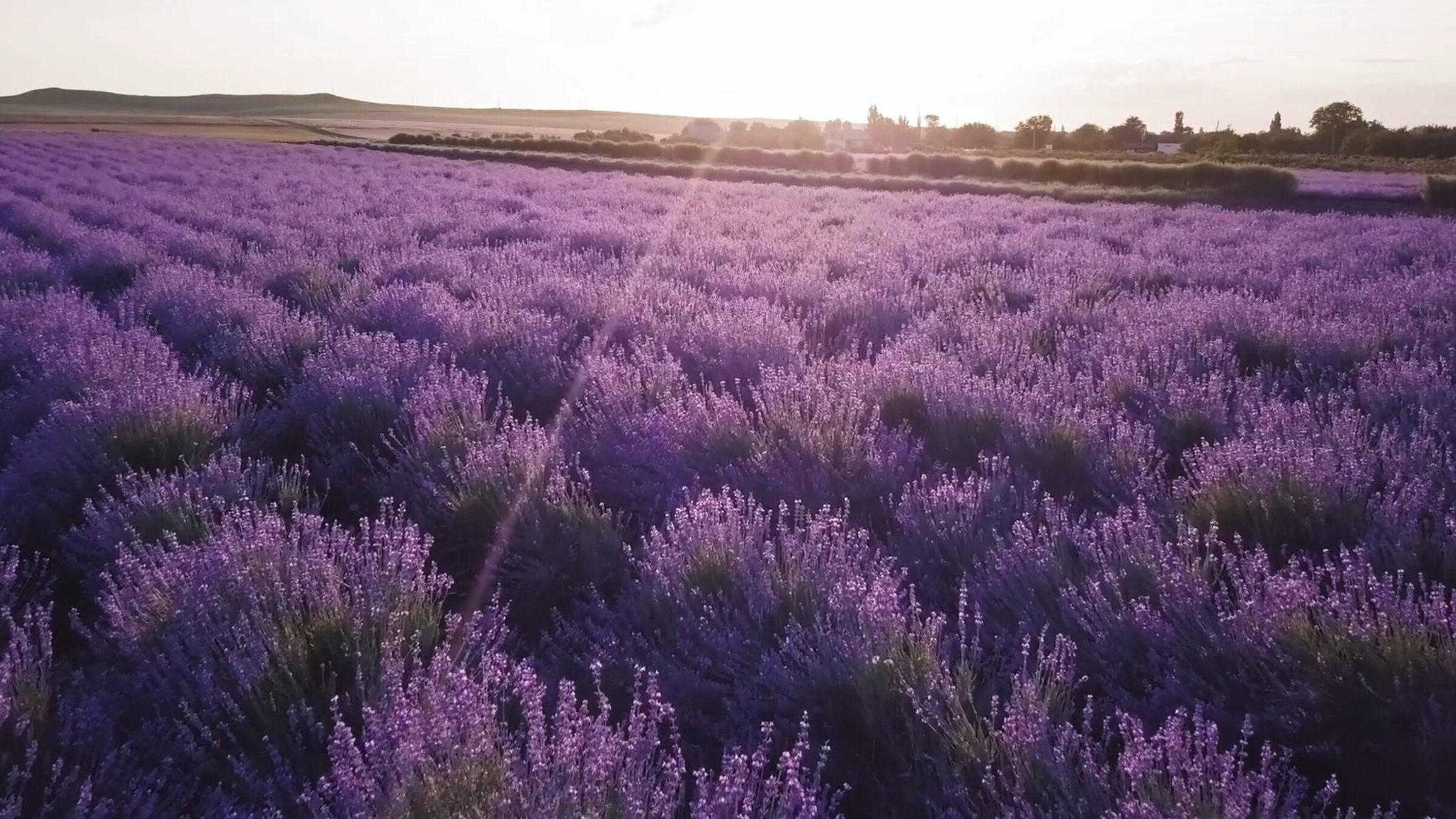"Im Flug über Südfrankreich ": Lavendelfeld bei Gegenlicht.