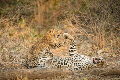 Olimba - Königin der Leoparden
