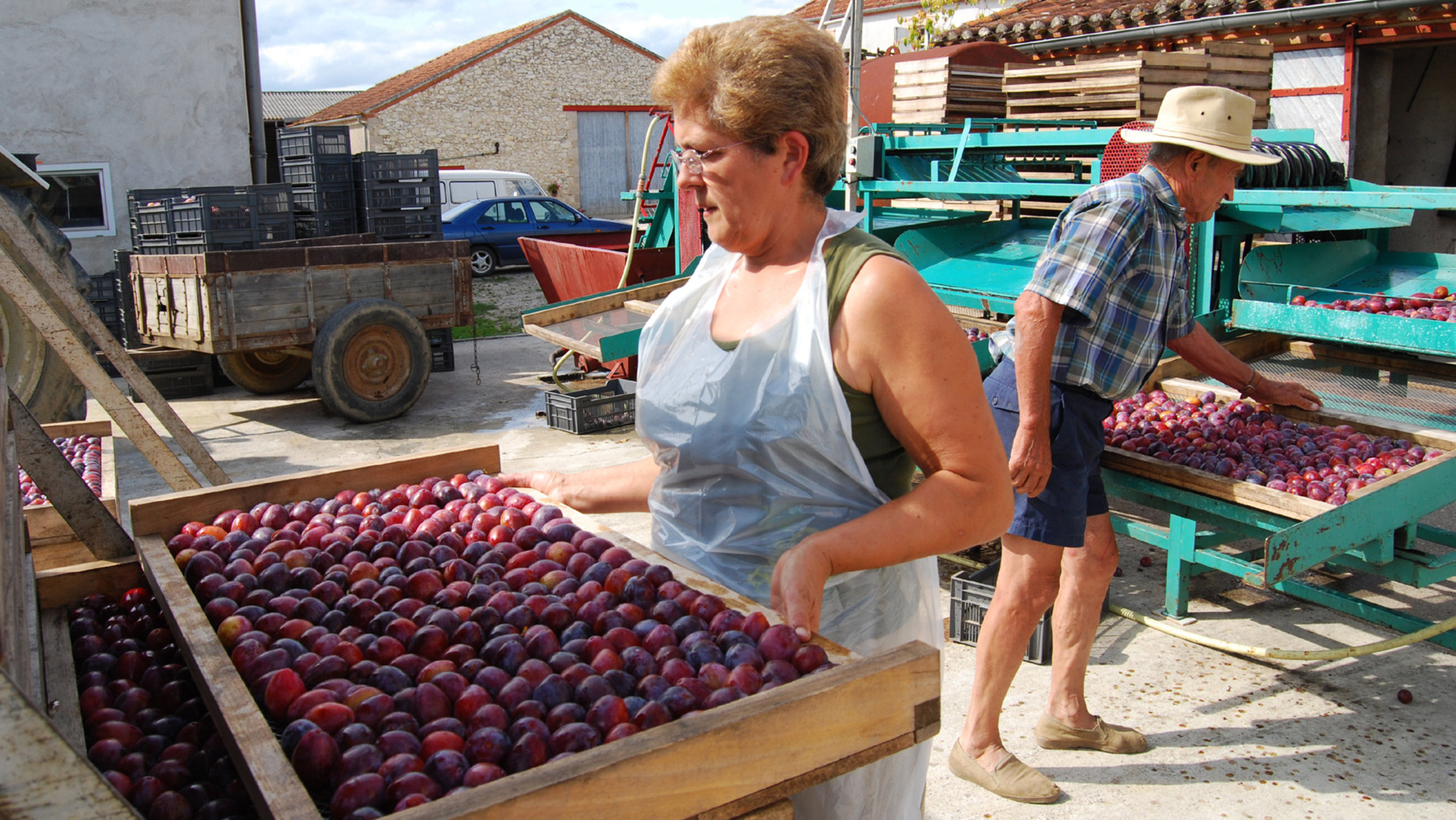 "Zu Tisch ... in Agen": Nachdem die Pflaumen gewaschen und sortiert wurden, schichtet Mutter Gilberte Doumares die Pflaumen auf einen Wagen, um sie anschließend in den Ofen zu fahren. Im Hintergrund Großvater Yvan Austruy an der Kalibriermaschine.