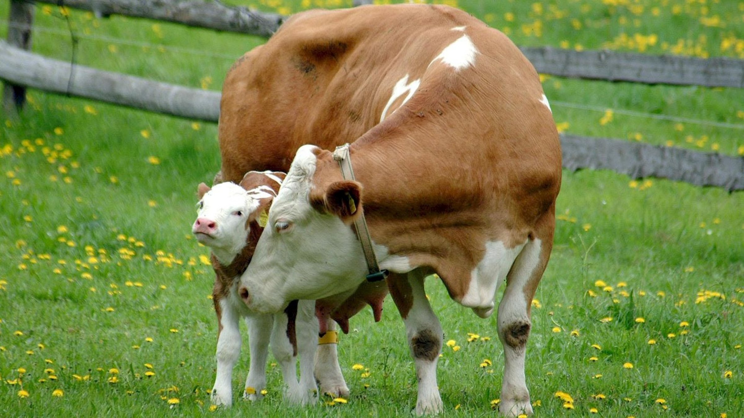 "Der Bauer und das liebe Vieh" - Eine Kuh mit ihrem Kalb.