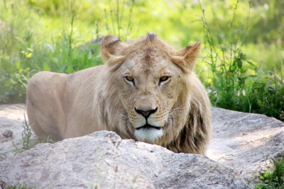 Die Raubkatzen von Herberstein