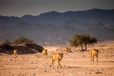 Die Wüstenlöwen der Namib - Aufbruch und Wiederkehr