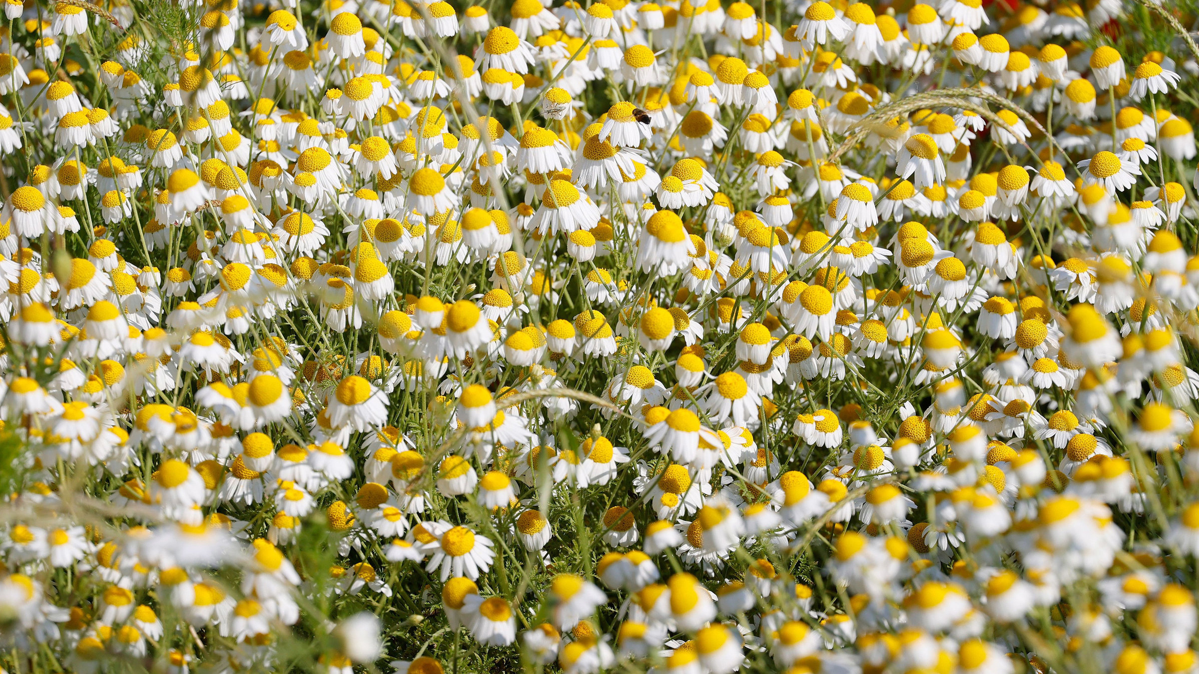 "sonntags": Kamillenblumen in Nahaufnahme.