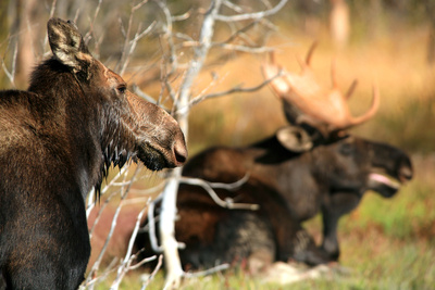 Yellowstone - Zeit des Wandels