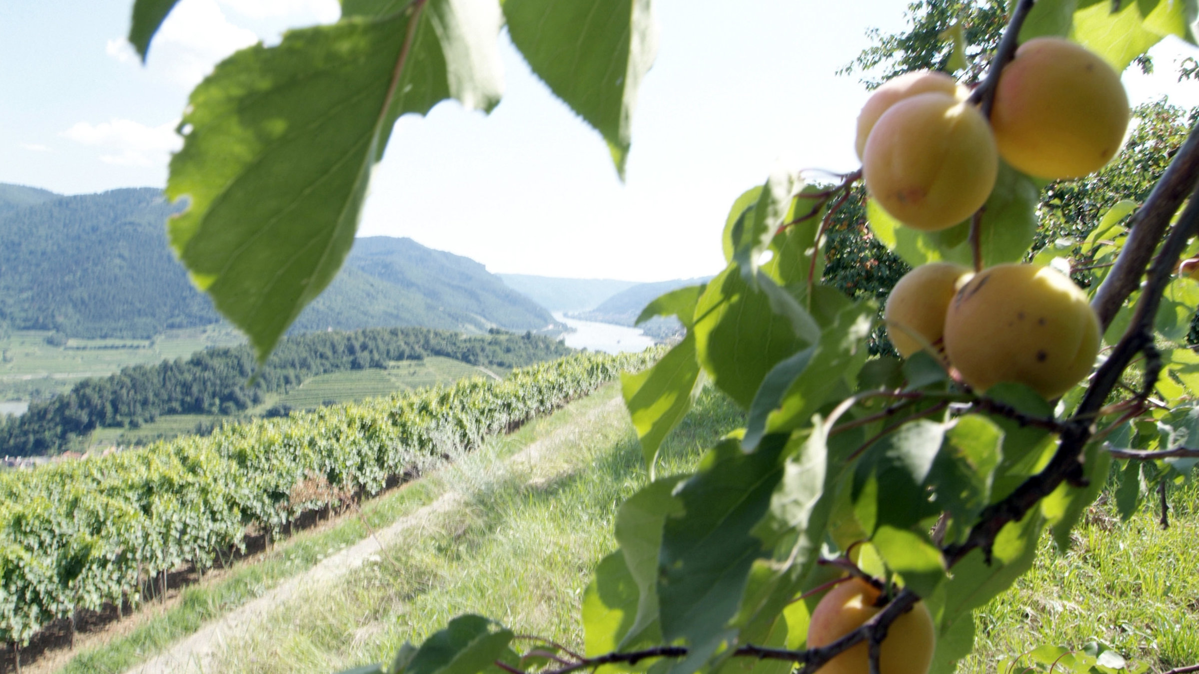 "Die Donau in Niederösterreich": Weinberge