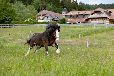 Eine Zuflucht für Tiere - Gut Aiderbichl