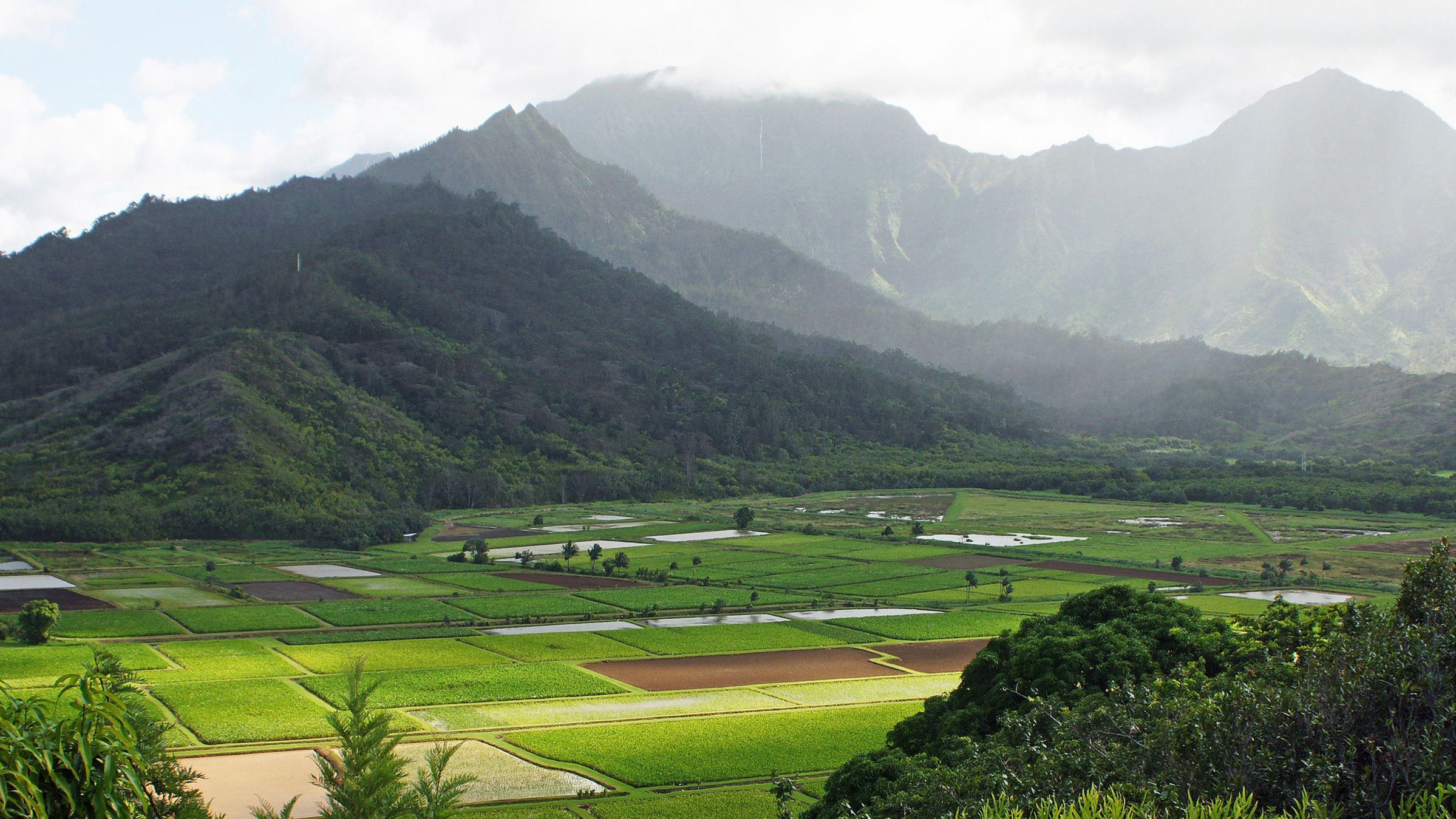 "Hawaii - Ein verlorenes Paradies?": Tarofelder auf der hawaiianischen Insel Kaua‘i.