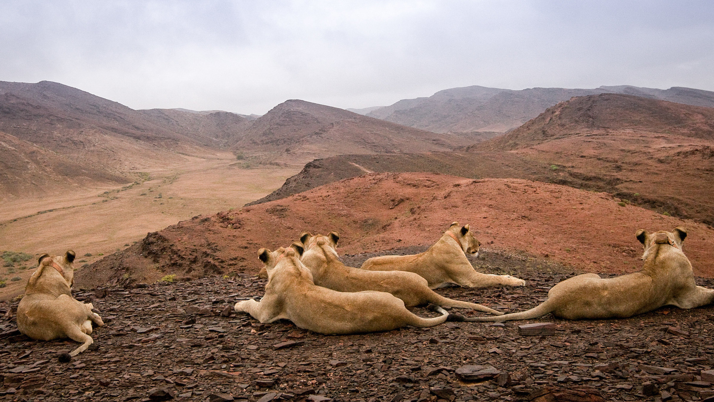"Wüstenkönige - Die Löwen der Namib": Löwen der Namib Wüste.