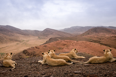 Wüstenkönige - Die Löwen der Namib