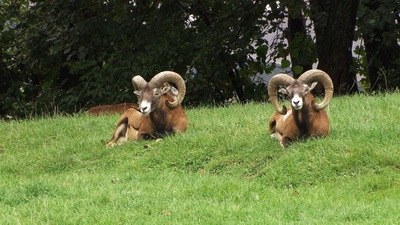 60 Jahre Wildpark Feldkirch