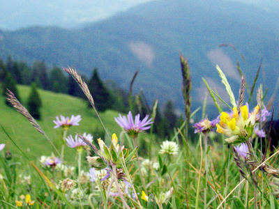 Karnische Alpen - Ein Gebirge voller Kostbarkeiten