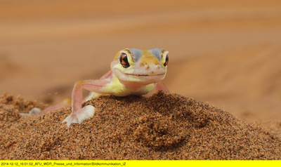 Das Geheimnis der Wüstenelefanten