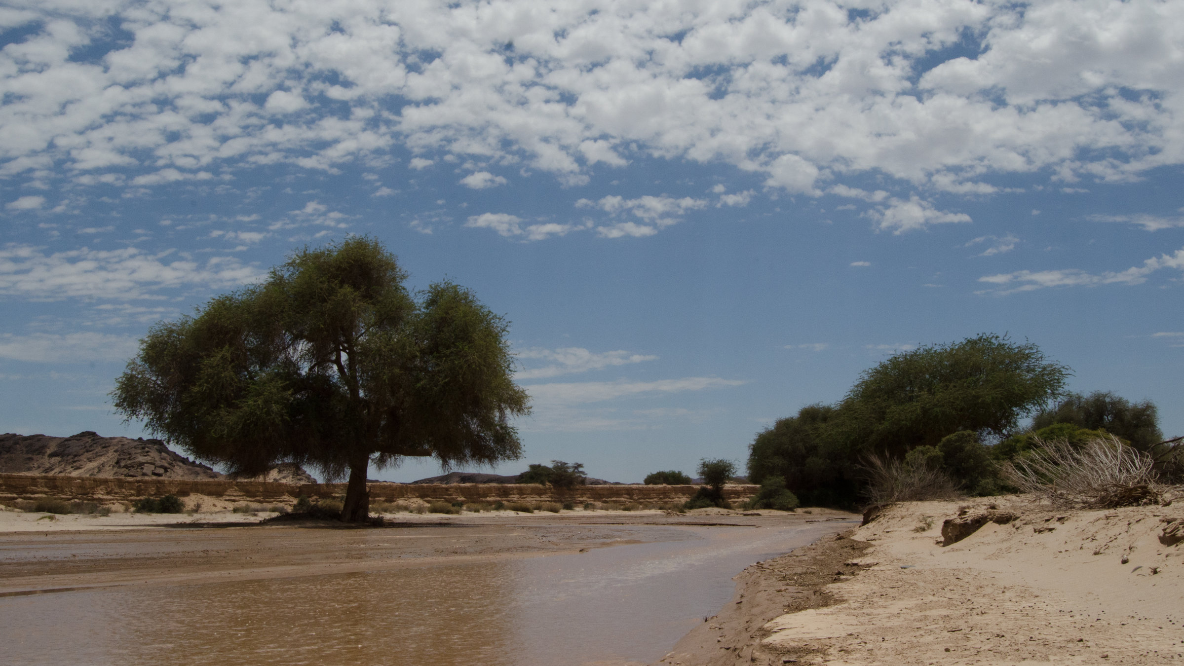 "Die wilden Flüsse Afrikas - Hoanib": Brauner Flusslauf mit einzelnem Baum und Büschen vor Wüste.