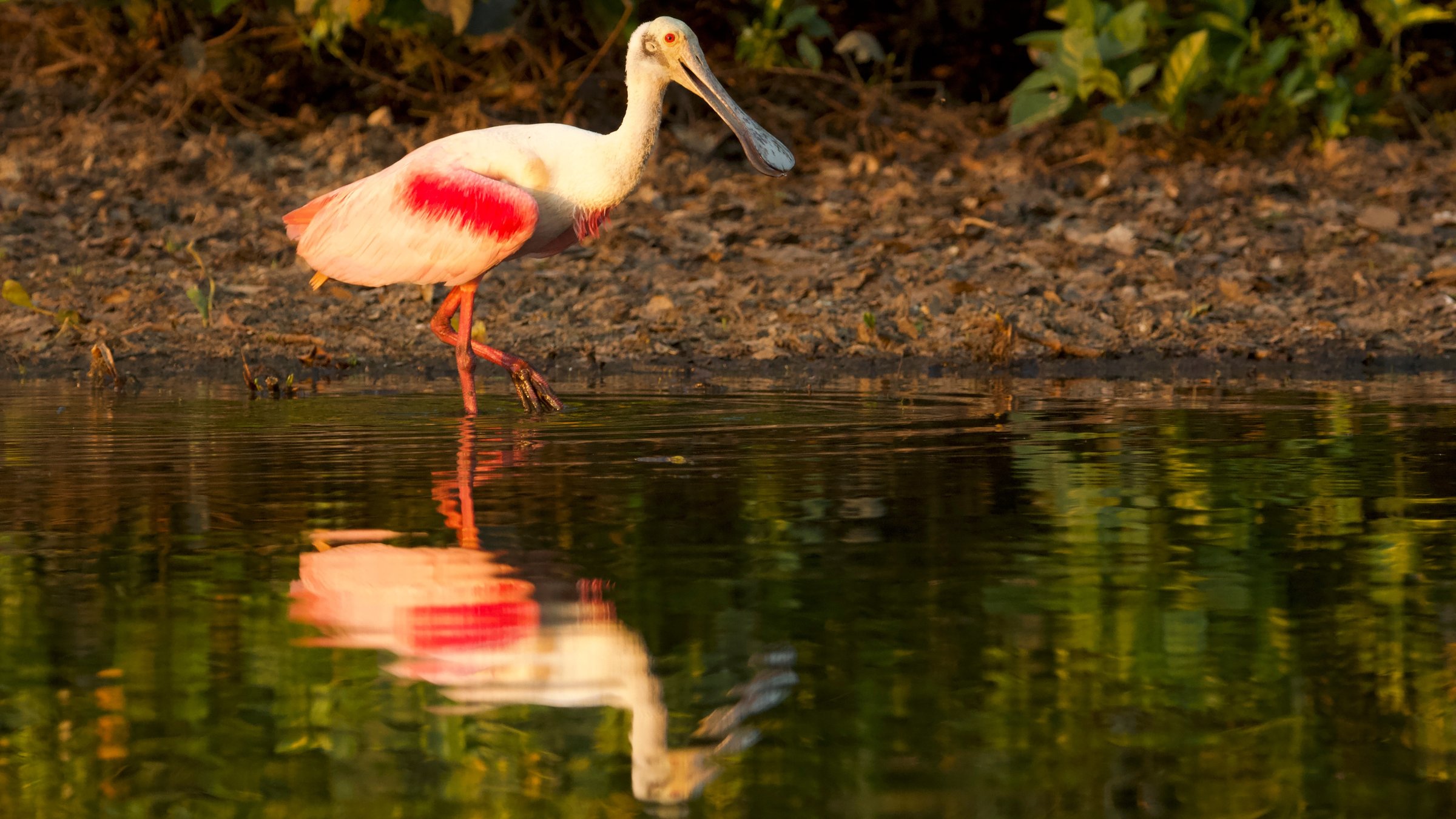 "Wildes Pantanal - Am letzten Wasserloch": Rosalöffler (großer Wasservogel) mit Spiegelung im See