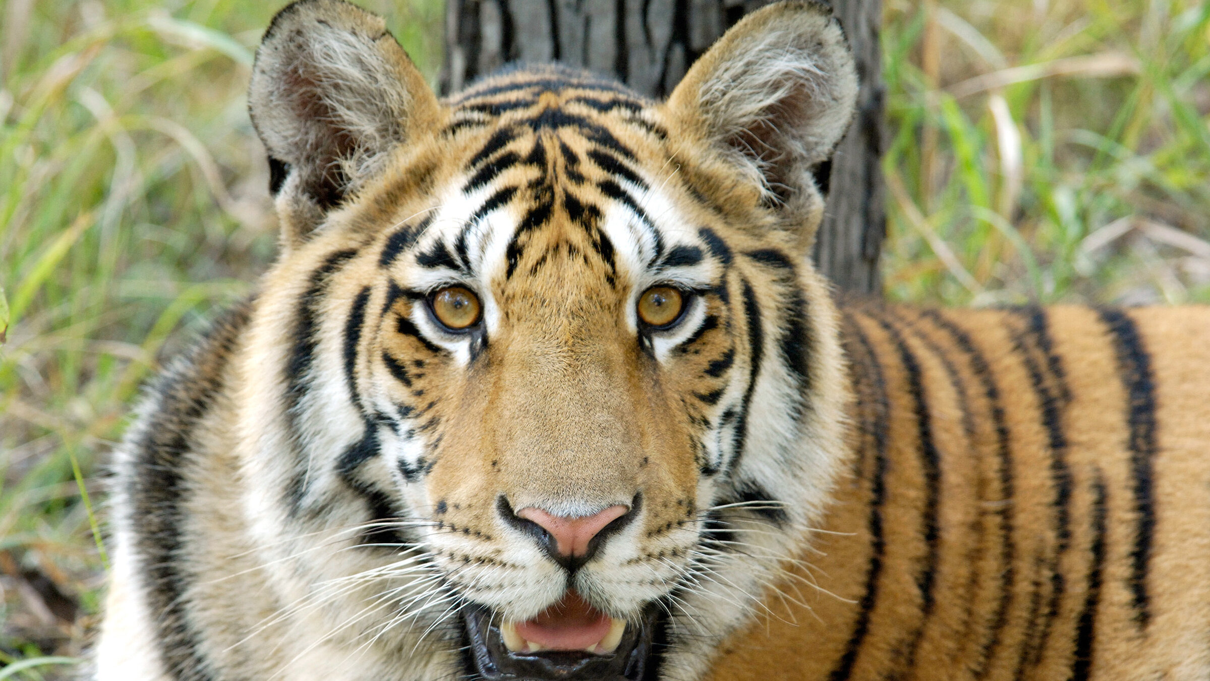 Im Mittelpunkt der zweiten Folge steht die Zeit des Lernens der vier halbwüchsigen Tiger: Ihre Mutter bringt ihnen alles bei, damit sie selbst jagen können. Dazwischen erholt sich die Familie bei einem erfrischenden Bad. Am Teich versammeln sich viele weitere Tiere wie Wildschweine und Lippenbären. Die Begegnung mit einem fremden Artgenossen sorgt für höchste Alarmstufe bei den Tigerjungen.
