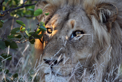 Die Magie des Leoparden - Ökotourismus in<br/>Südafrikas Wildreservaten