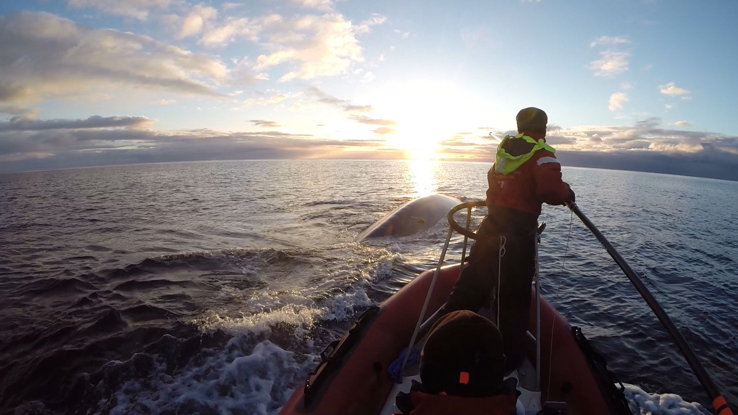 "planet e.: Rettung der Wale - Rettung der Meere": Ein Mann, der eine Stange in der Hand hält, steht auf einem Boot, das sich einem gerade auftauchenden Wal nähert.