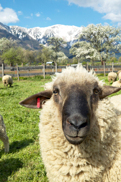 Sonnenberge - Von der Rax zur Buckligen Welt