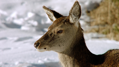 Wunderwelt Schweiz: Winterliches Graubünden