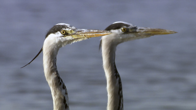 Bodensee - Wildnis am großen Wasser