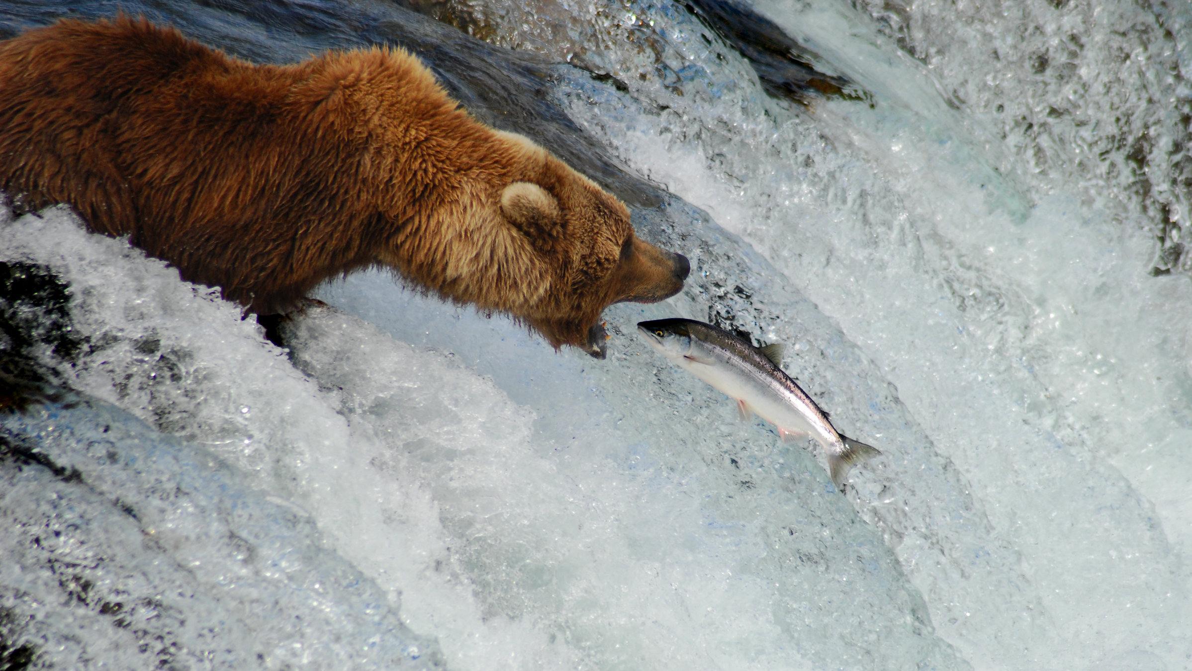 Кто относится к млекопитающим утка лосось медведь. Медведь с рыбой. Ход лосось медведь. Гризли ловит лосося. Млекопитающие животные утка лосось медведь.
