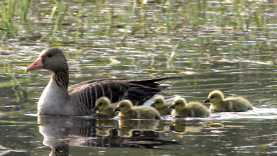Fluss ohne Grenzen - Auenwildnis an der March