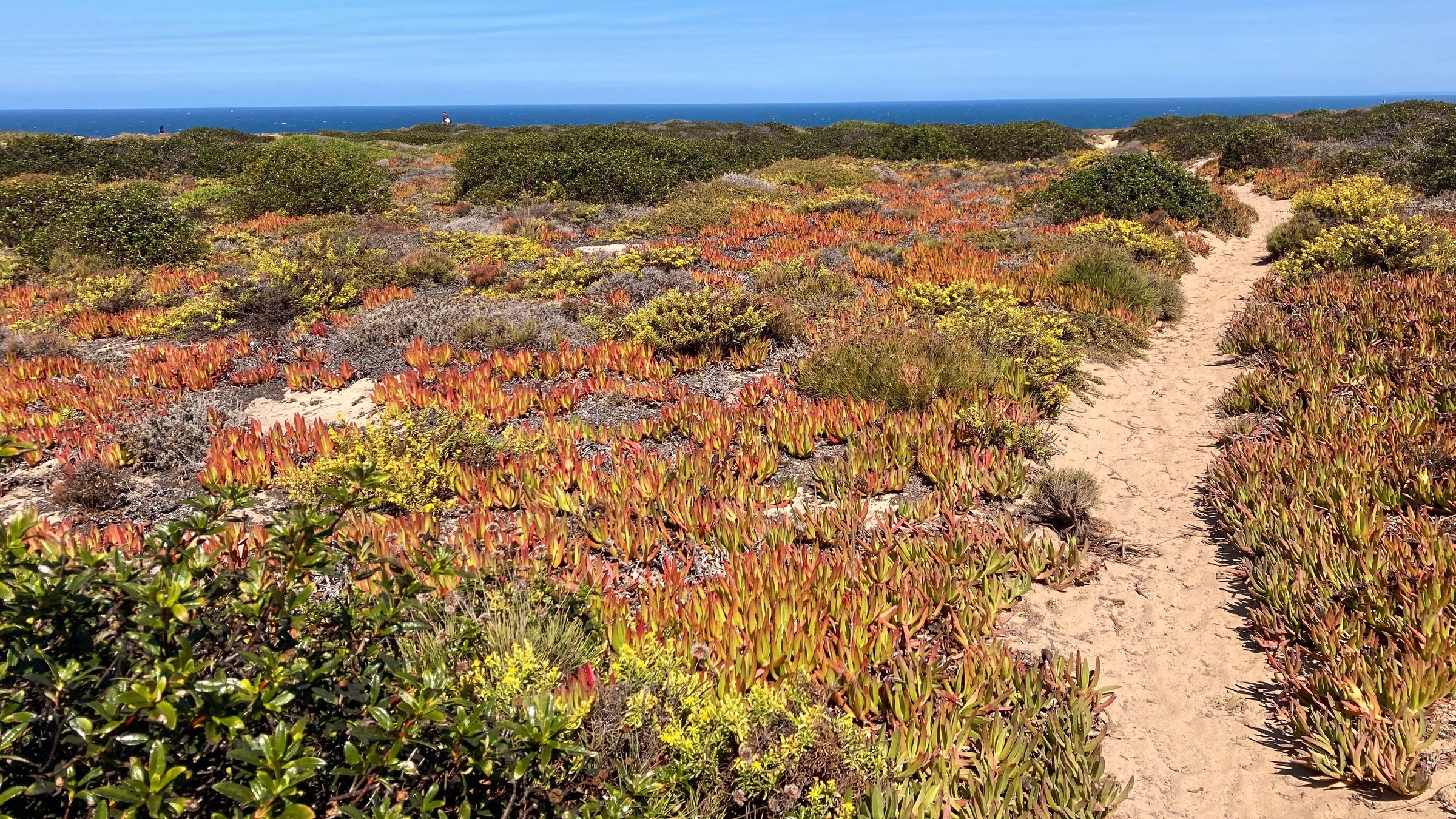"Naturparks in Portugal - Südwest Alentejo und Costa Vicentina": Mittags Blumen, eine invasive Art aus Südafrika. Die befestigt den Sand und ist an der gesamten Süd West Küste Portugals zu finden.