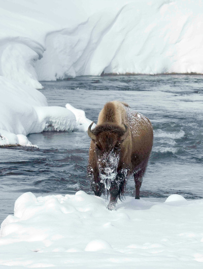 Yellowstone - Feuer und Eis