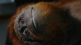 The Second Life - Der Blick der toten Tiere