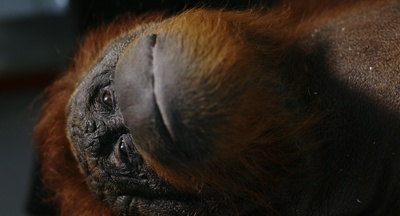 The Second Life - Der Blick der toten Tiere