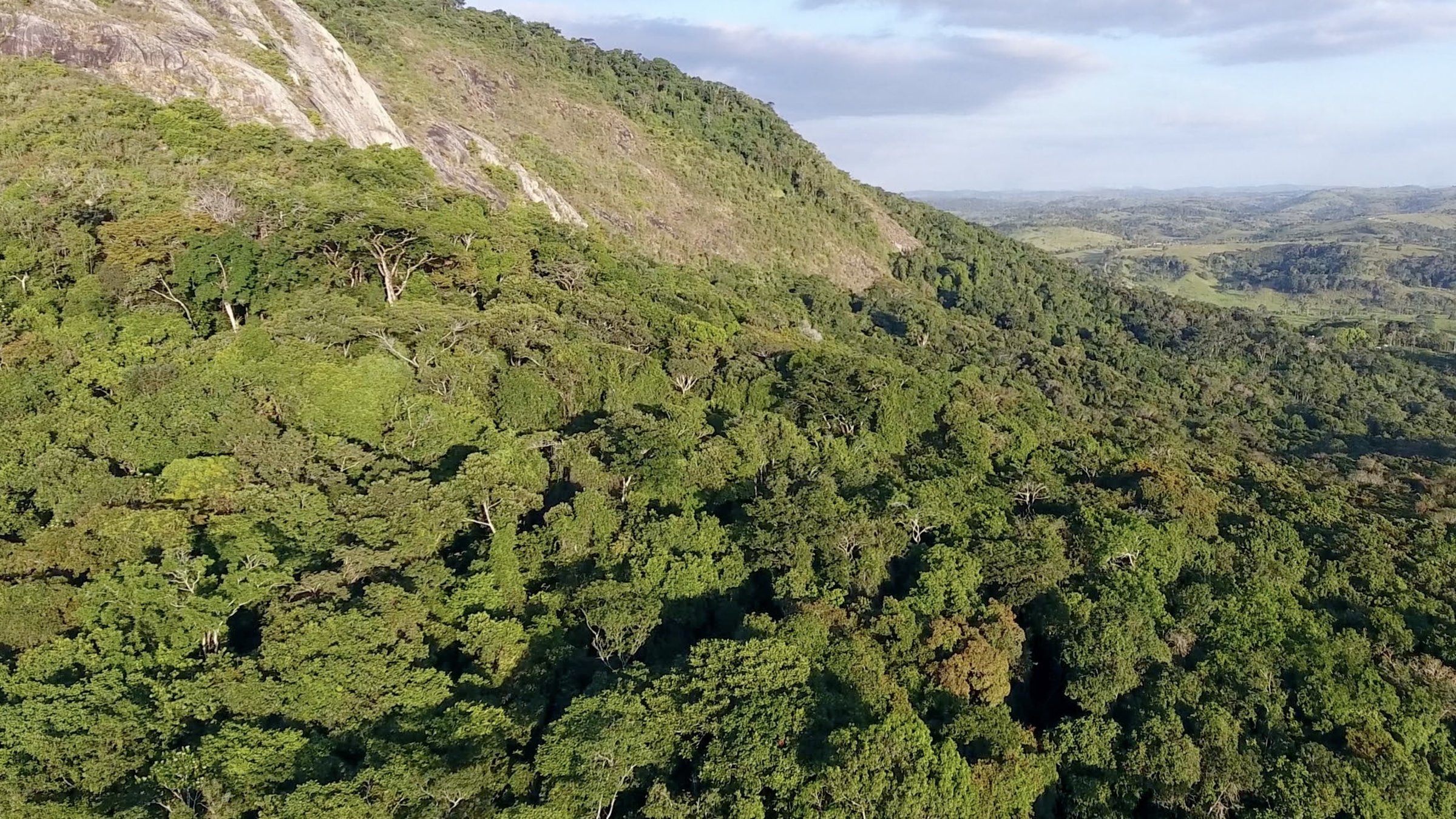 "Hilfe für den brasilianischen Regenwald": Brasilianischer Regenwald.