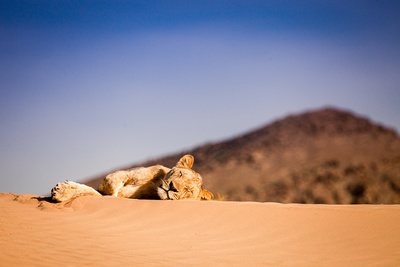 Wüstenkönige - Die Löwen der Namib