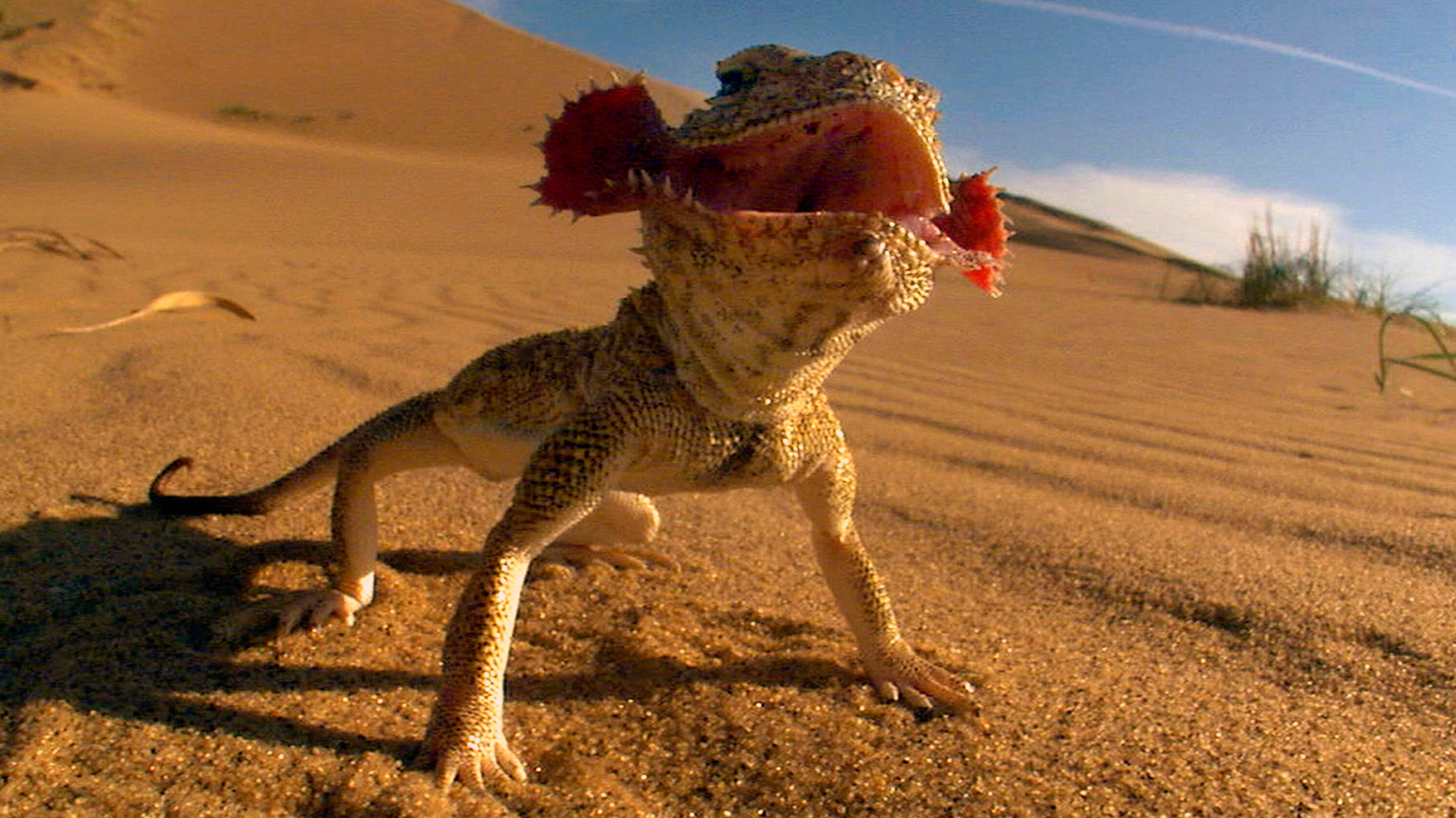 "Wildes Russland: Der Kaukasus" - Krötenkopfagame