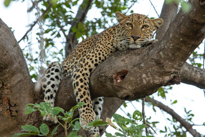 Malika jagt - Abenteuer einer Leopardin