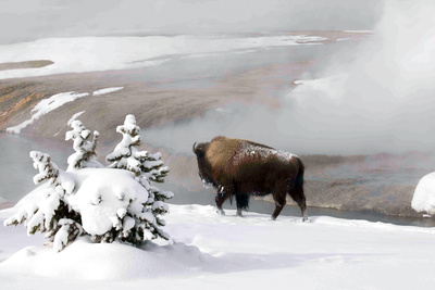 Yellowstone - Feuer und Eis