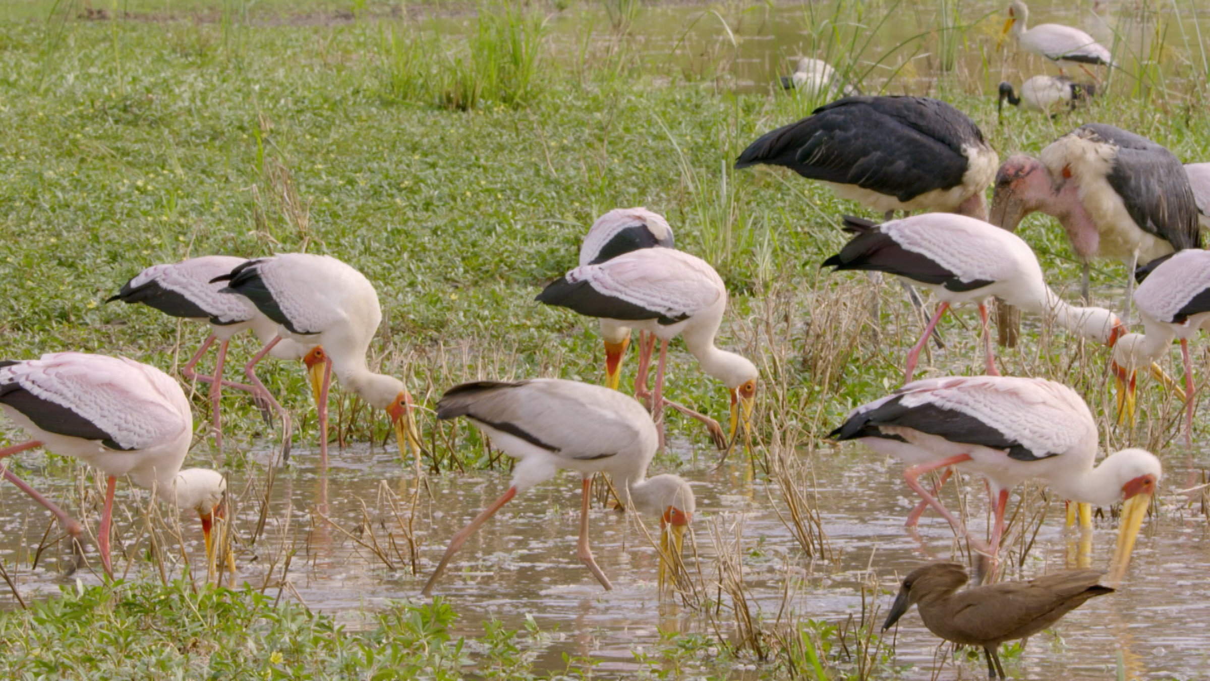 "Die Gesichter der Savanne: Die große Flut": Wiese und Flachwasser. Große weiße Vögel mit langen gelben Beinen und langen gelb/orangefarbenen Schnäbeln waten durch das Wasser und suchen nach Futter. Die Ränder ihrer Flügel sind schwarz.