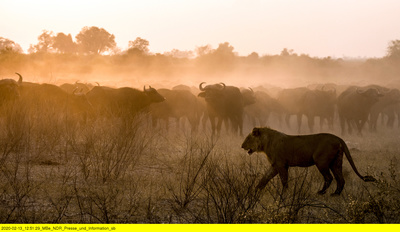 Naturwunder Okawango (2/3)